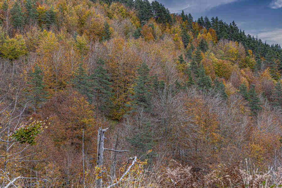 Comunidad Foral de Navarra 160 - valle de Roncal.jpg